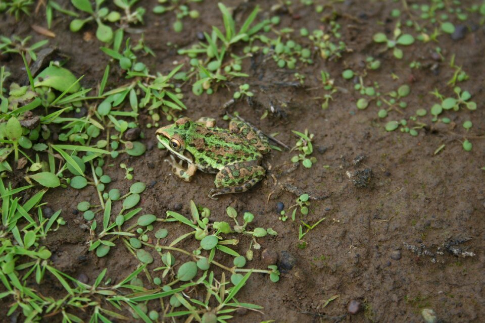 Wildlife green animal