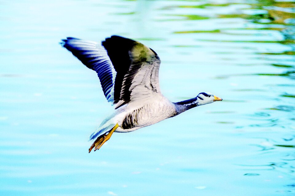 Big wild goose pagoda animal park
