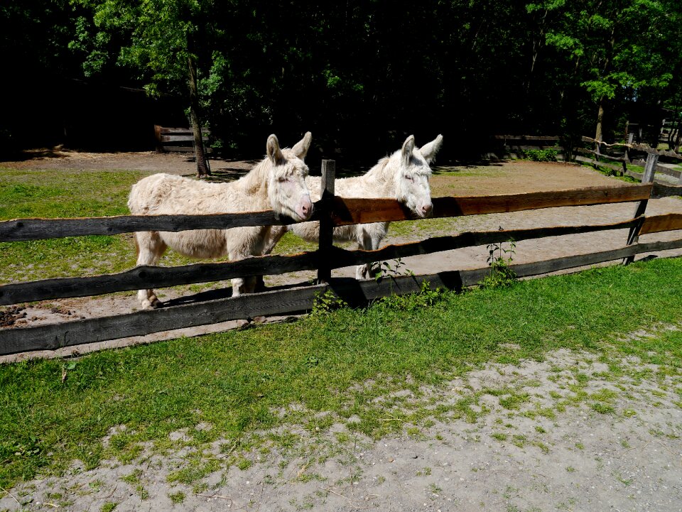 White beast of burden mule