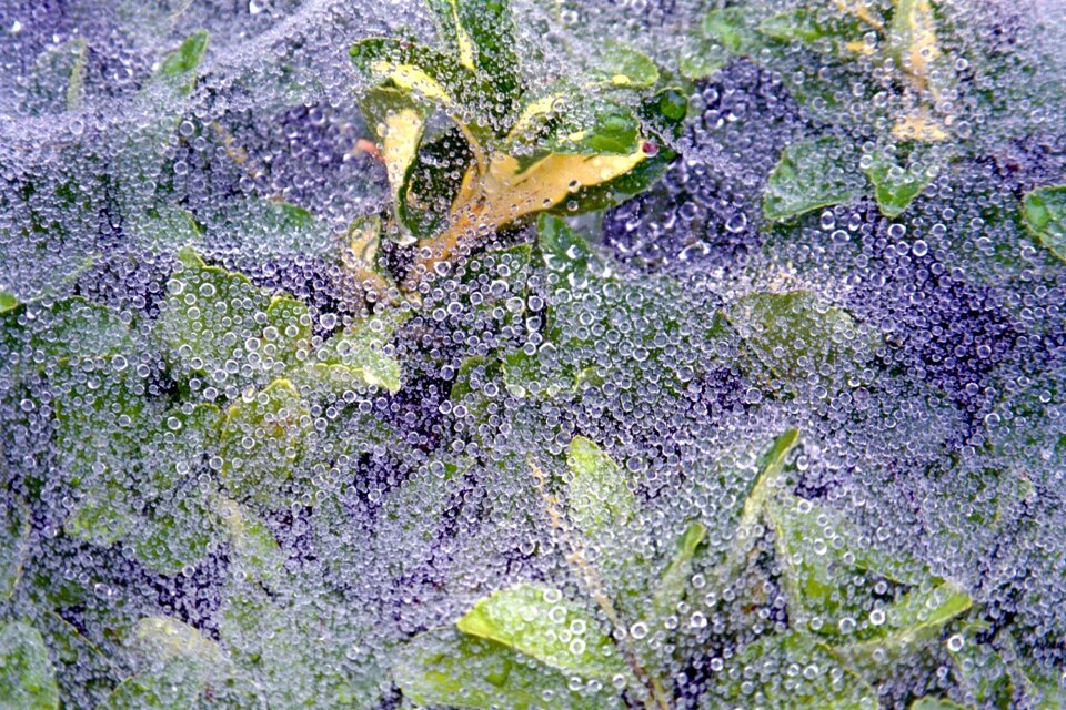 Drops telerana nature