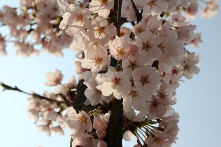 Nature pink flower tree