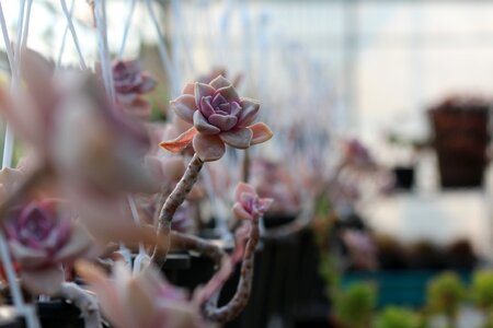 Succulent plant cactus houseleek