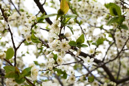 Flowers white flowers nature