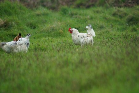 Hen field farm