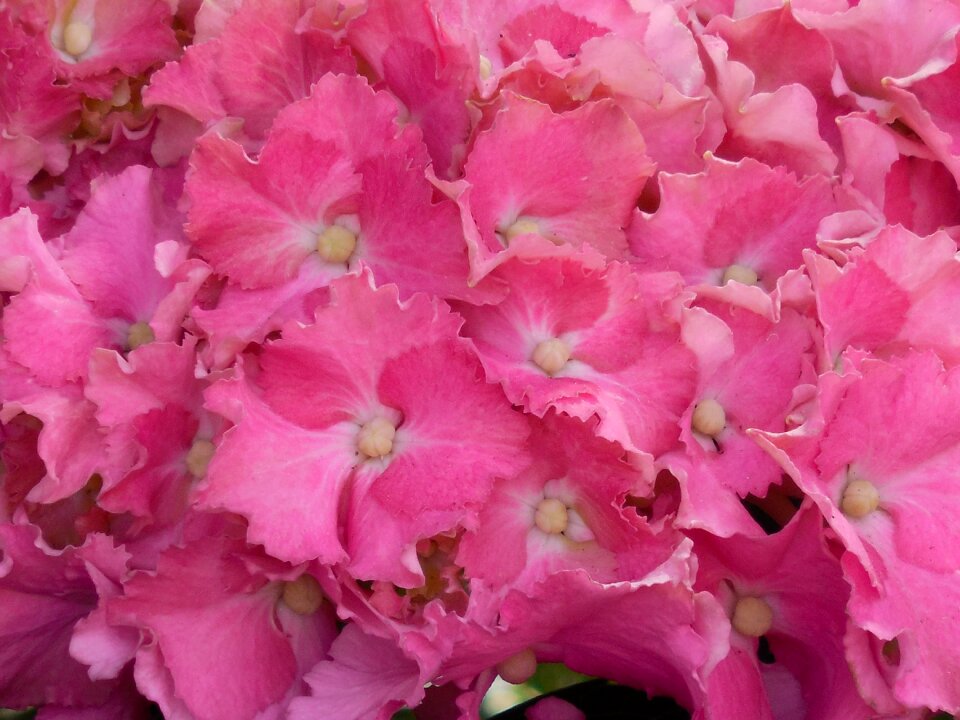 Blossom nature plant