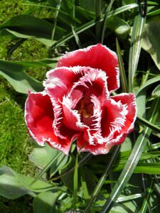 Spring tulip flora