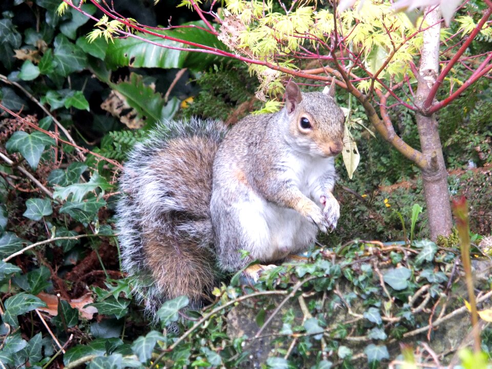 Vermin nature animal