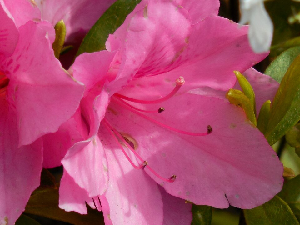 Nature blossom plant photo