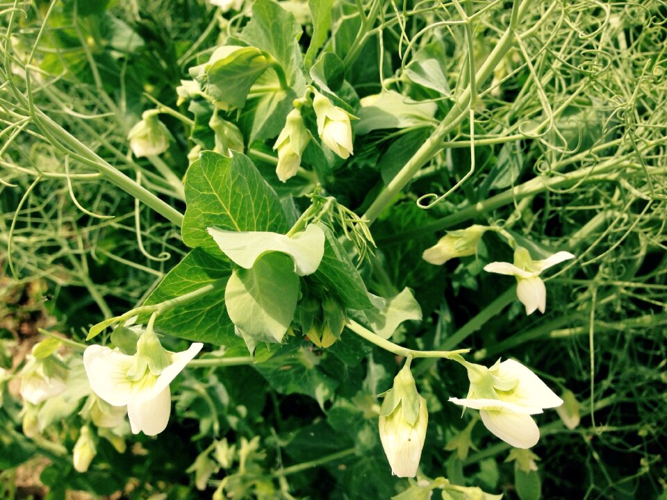 Green blossom bloom