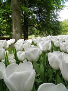Spring garden nature