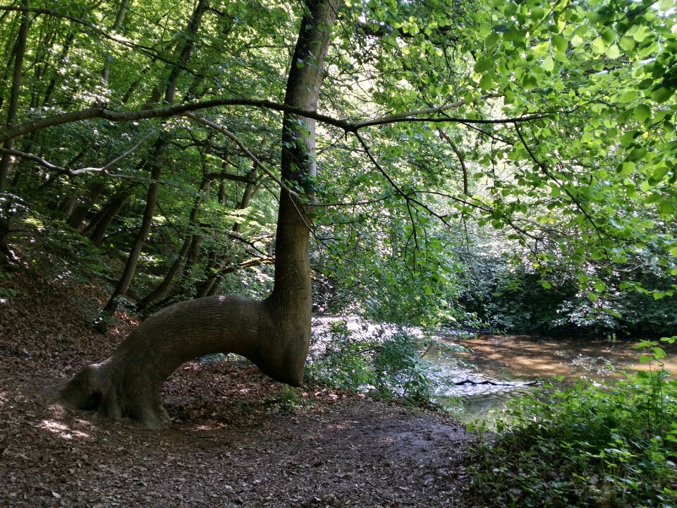 Nature hiking dream path