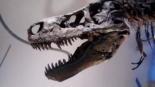 Jurassic skeleton museum photo