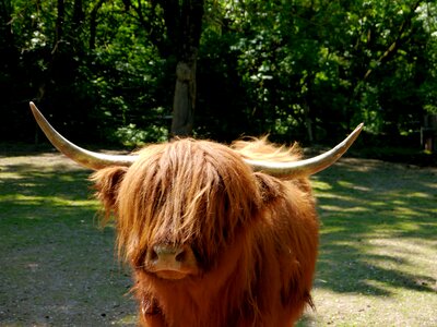 Horns livestock agriculture