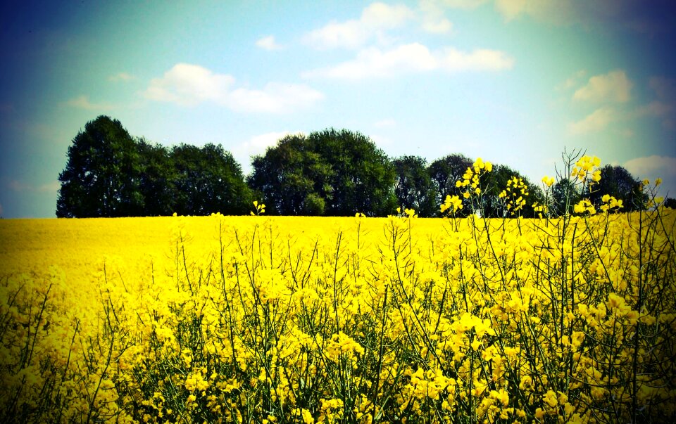 Agriculture oilseed rape yellow