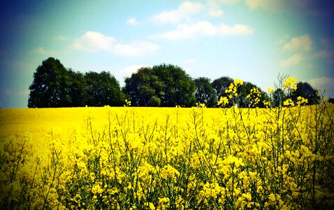 Agriculture oilseed rape yellow