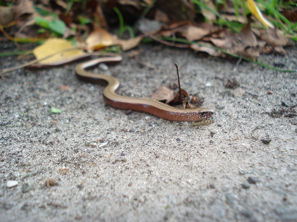 Animals forest lizard