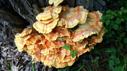 Parasite mushroom deciduous tree