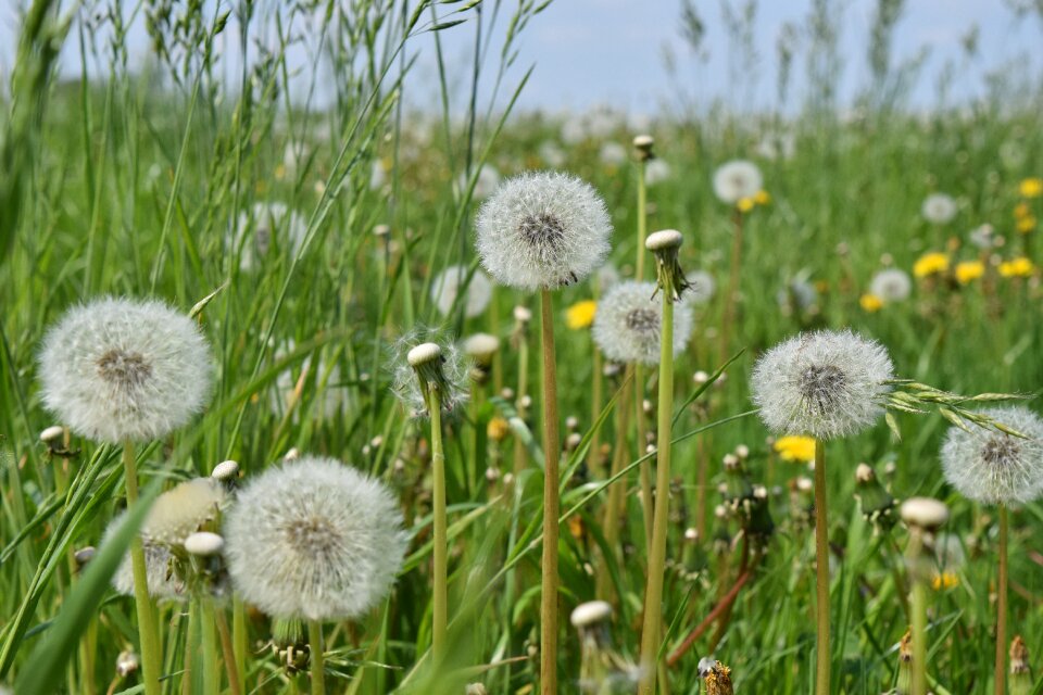 Spring pointed flower nature
