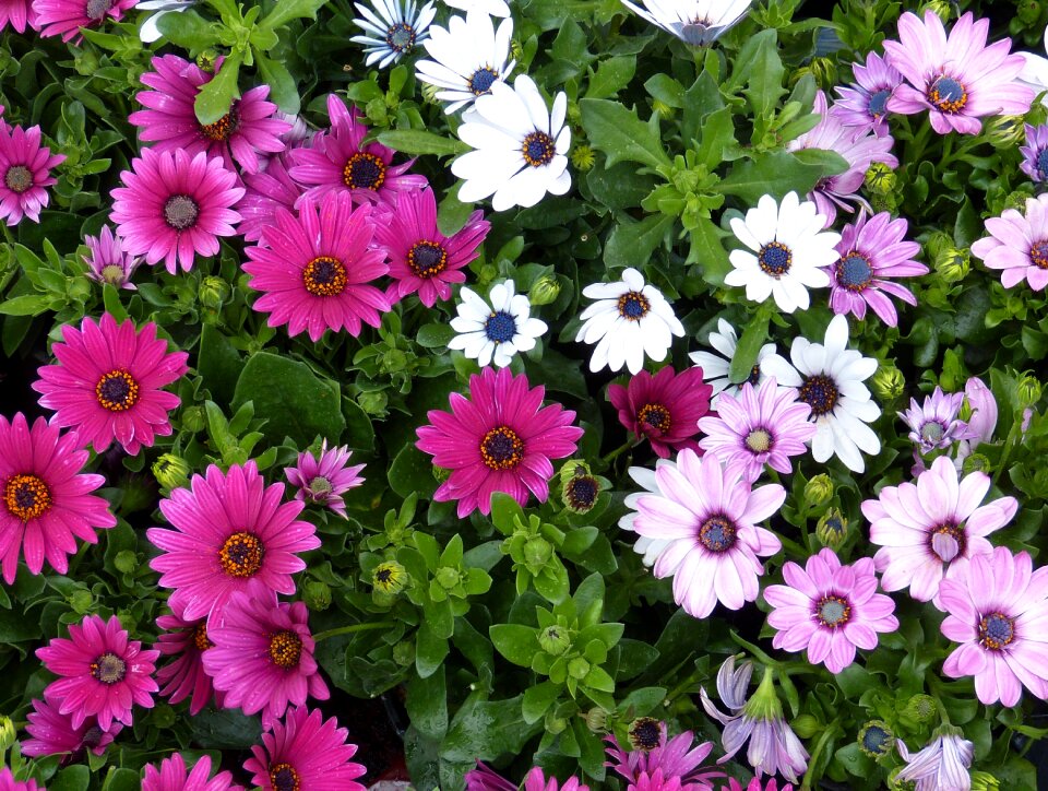 Flower purple gardening
