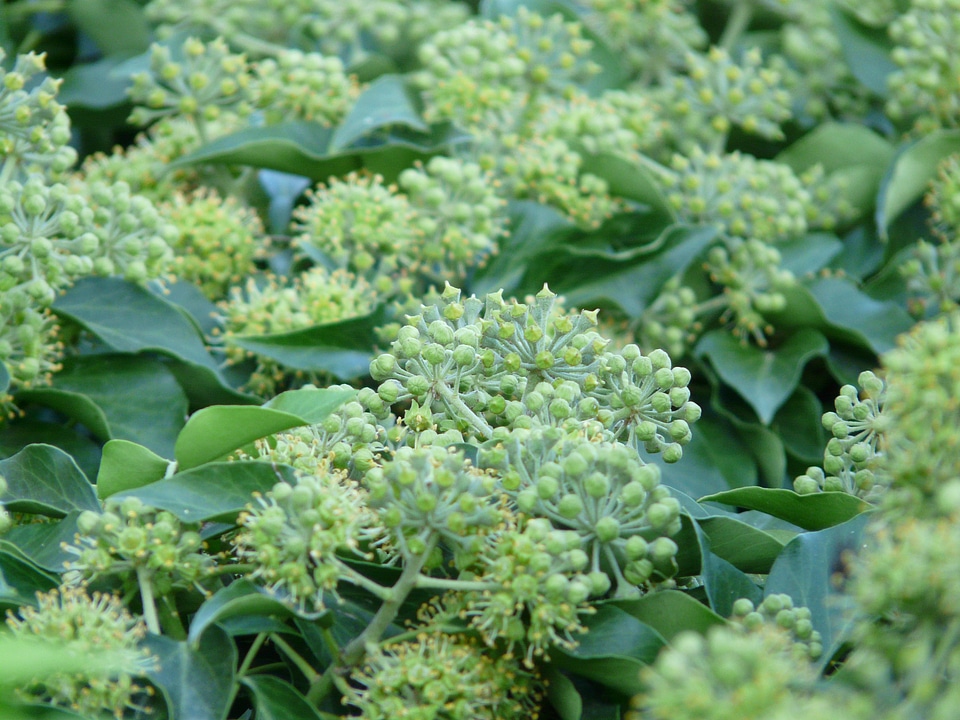 Hedera helix climber plant hedera