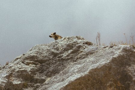 Dog mountain rock