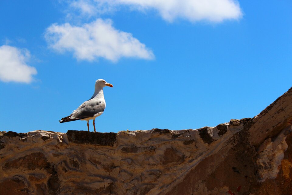 Gull summer seabird