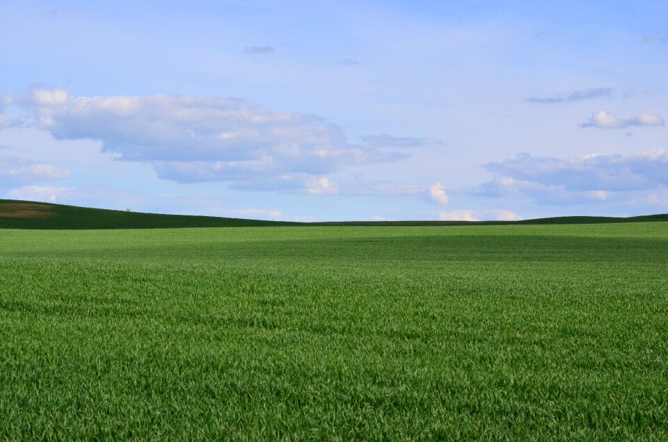 Arable land green grass may