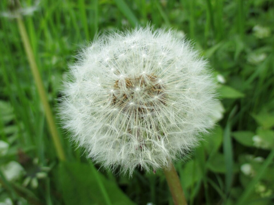 Nature close up spring