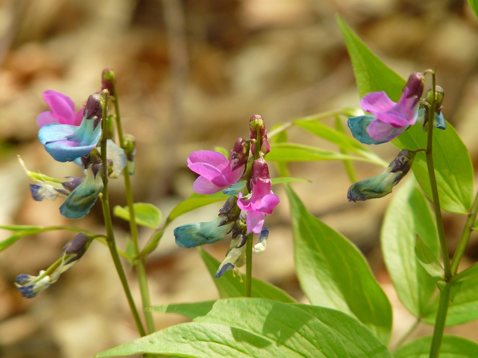 Wild plant flower blossom