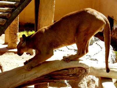 Animals nature animal world