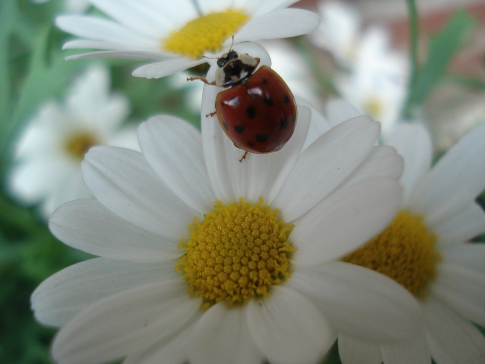 Nature animals flower