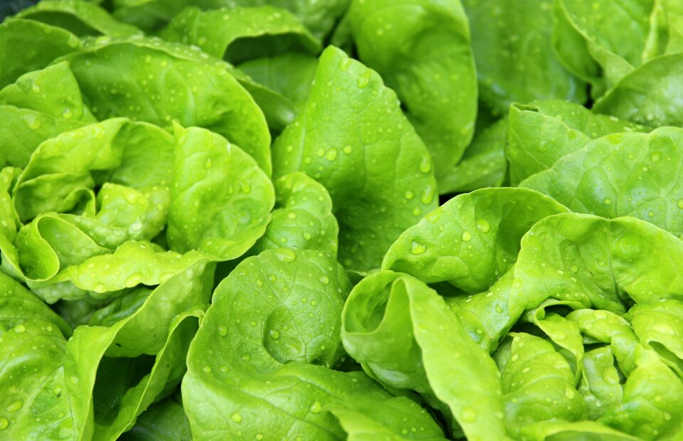 Head of lettuce fresh drop of water