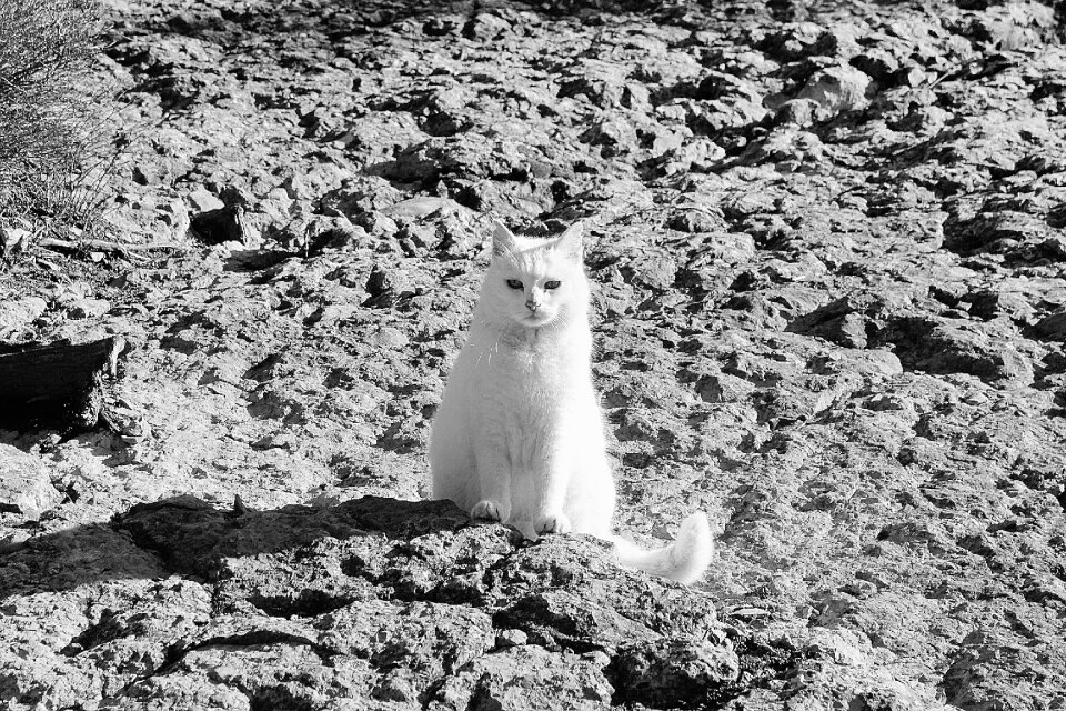 Animals cats fluffy cat