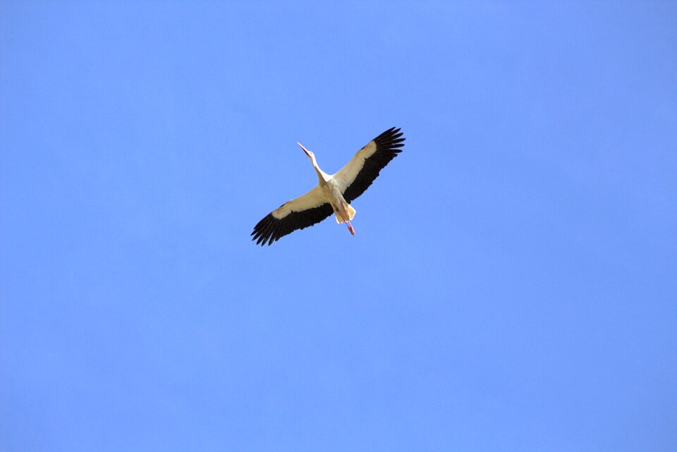 Stork animal flying