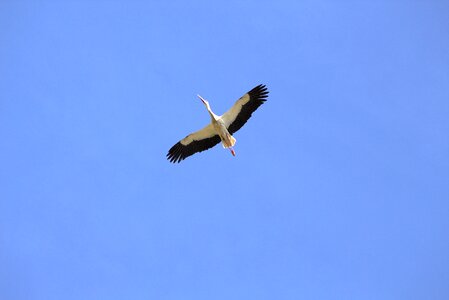 Stork animal flying photo
