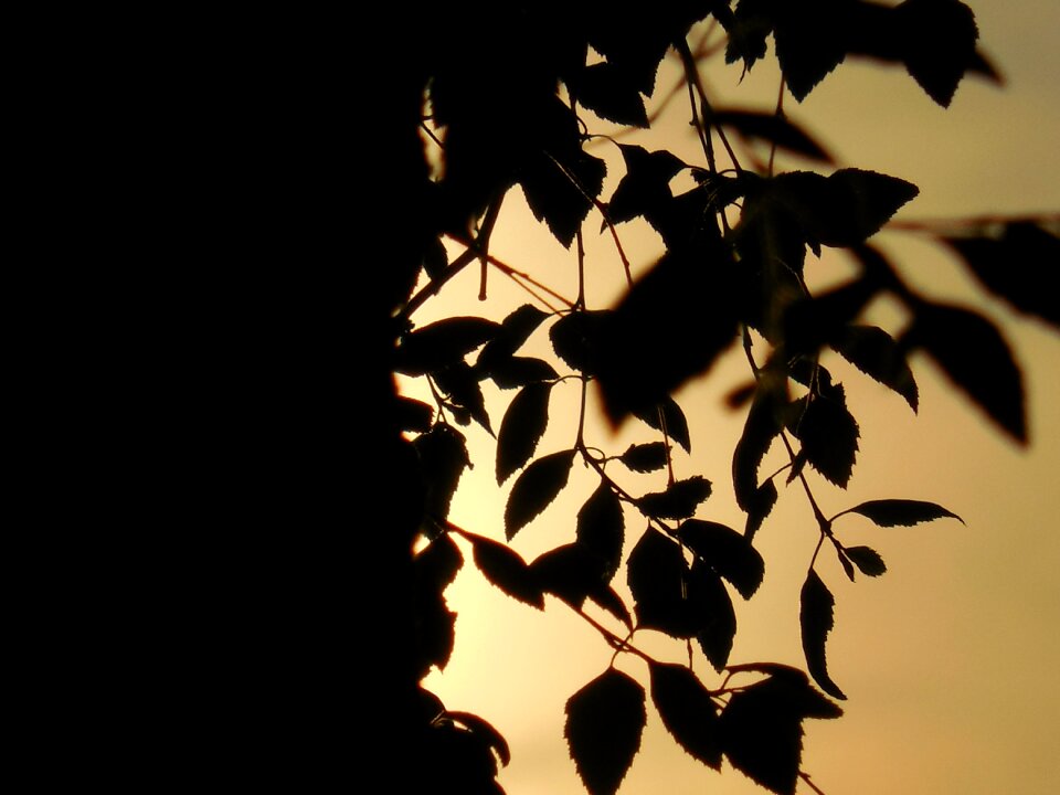 Sunset sundown leaves