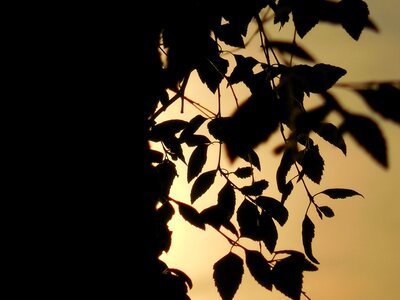 Sunset sundown leaves