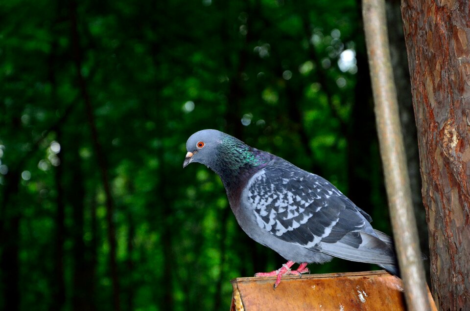 Dove gray bird columba livia lat