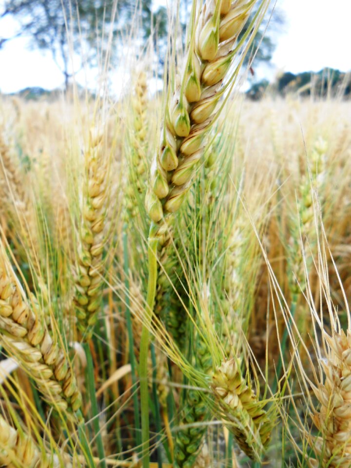 Field grain harvest