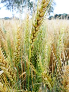 Field grain harvest photo