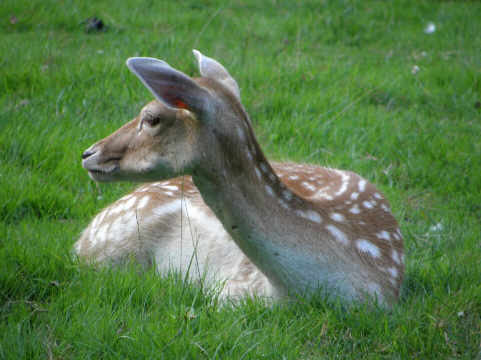 Fallow deer spring animals