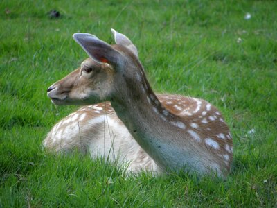 Fallow deer spring animals