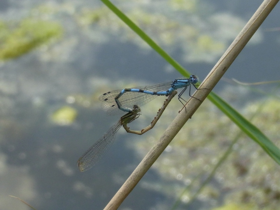 Water nature animal