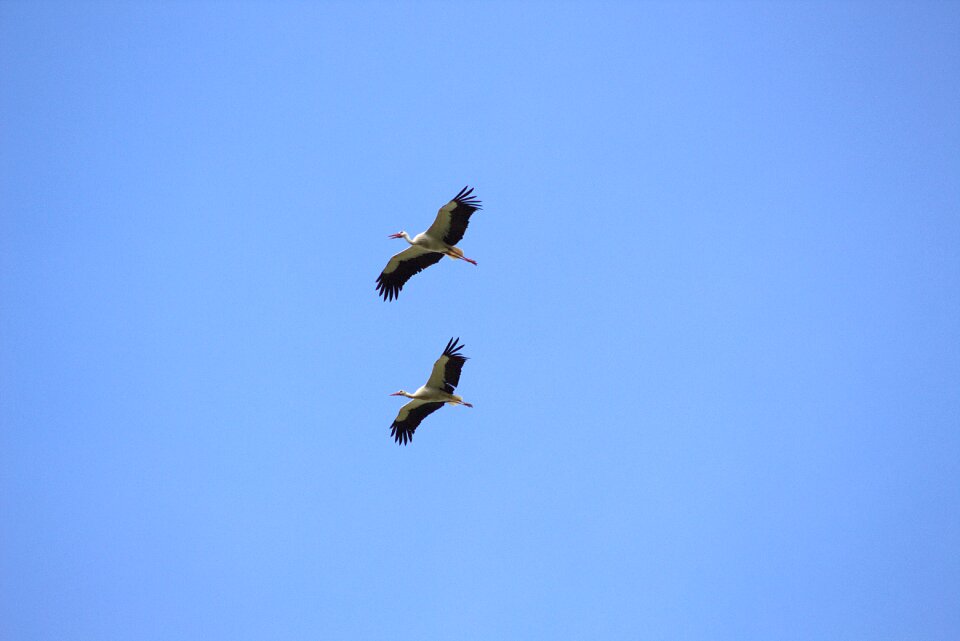 Storks flying animals
