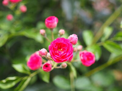 Rose flowers plant photo