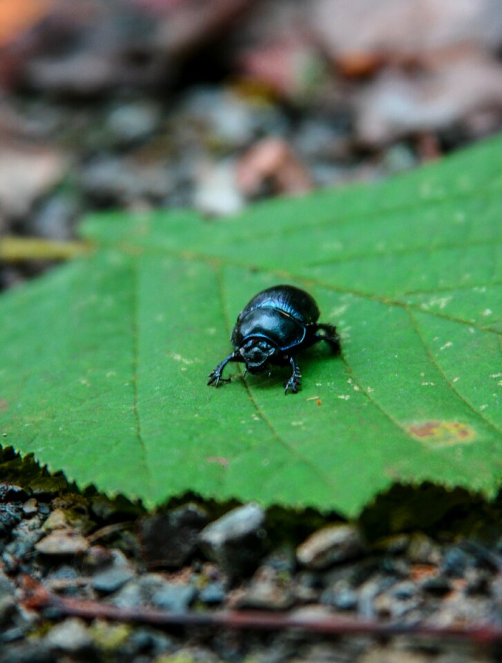 Close up insect forest