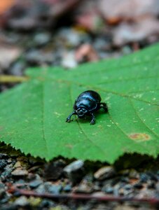 Close up insect forest