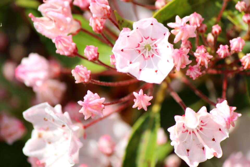 Azuma sports park rhododendron may