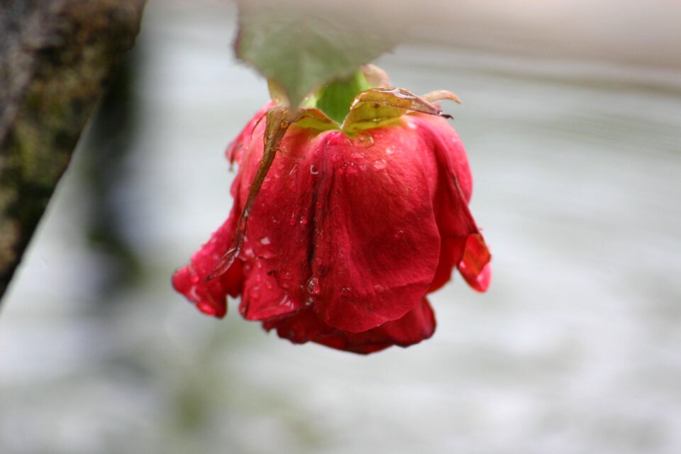 Plant fountain dewdrop