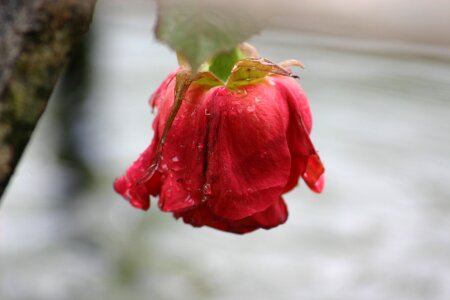 Plant fountain dewdrop